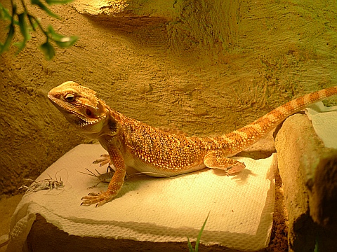 agama brodata Pogona vitticeps Poradnik hodowlany darewit